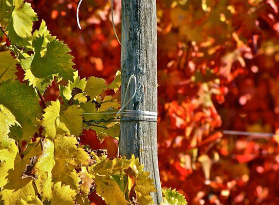 Copyright Maison Paillot